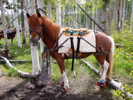 Hrimmi with her pack saddle